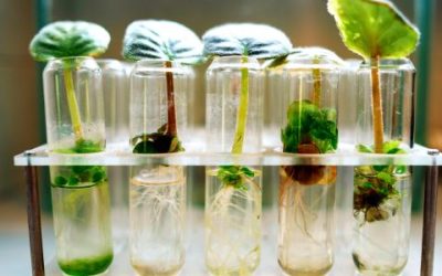 Banning patents on plants produced by NGTs could damage innovation and jobs in Europe