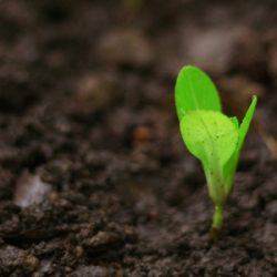 Corteva and Inari settle major seed-IP dispute after DOJ statement of interest
