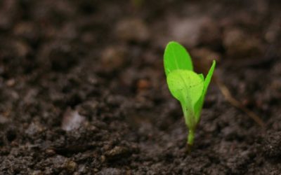 Corteva and Inari settle major seed-IP dispute after DOJ statement of interest