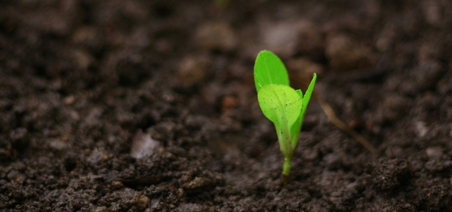 Corteva and Inari settle major seed-IP dispute after DOJ statement of interest